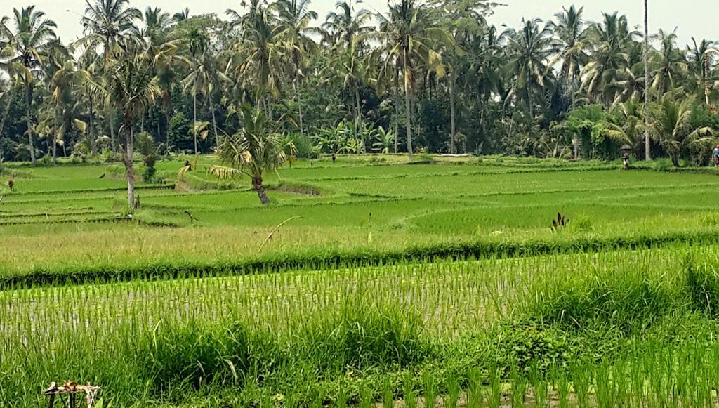Villa Rimba Ubud 뜨갈랄랑 외부 사진